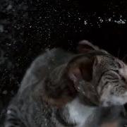 Кошки В Слоу Мо Замедленная Съемка Котов