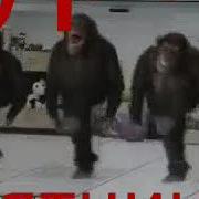 Ура Пятница Танец Обязьян