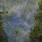 Over Treetops