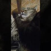 Скотина Хватит Дрыхнуть