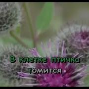 В Клетке Птичка Томится Минусовка