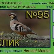 Кеклик Голоса Птиц