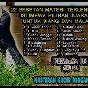 Masteran Burung Kacer Full Isian Tembakan Mewah Lengkap Masteran Kacer Juara Nasional 2021 Arena99 Hobby