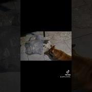 Ты В Курсе Что Ты Приемный