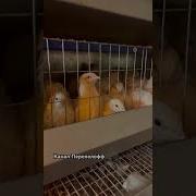 Минусовка Перепёлочки Перепёлочки