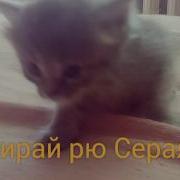 Котята Поют Рэп