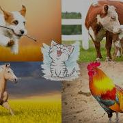 Мультик О Животных Детям Учим Зверей Домашние И Дикие Животные Птицы