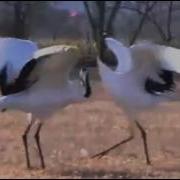Клип Кыталыктар Слепцов Егор