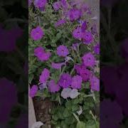 Мой Сад Мой Рай