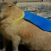 Capybara Pull Up
