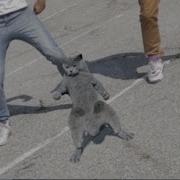 I Like Cat