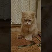Узнаешь Узнаю Щечки То Миленькие