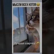 Озвучка Кошачьих Мыслей