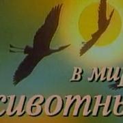 В Мире Животных С Николаем Дроздовым
