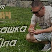Ромашка Біла Ваня Лабач