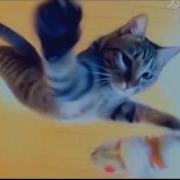 Как Кошка Падает На Лапы