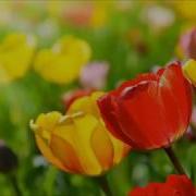 Ольга Янушкевич Весняні Котики Мінус