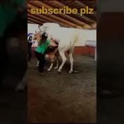 Top 10 Donkey Mating Horse Mating And Funny Animals Mating