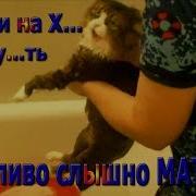Кот Иди Нахуй