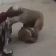 Туй Дар Худжанд