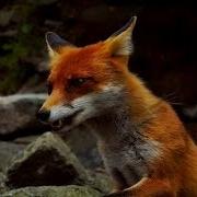 Red Fox