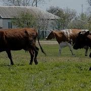 Веселой Шумною Толпой Коровы Шли На Водопой