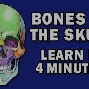 Two Face Bones In The Beginning