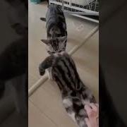 Кот Укусил За Яйца
