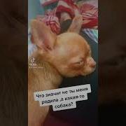 Как Это Не Ты Меня Родила А Какая То Собака