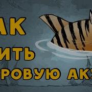 Как Убить Тигровую Акулу В Don T Starve
