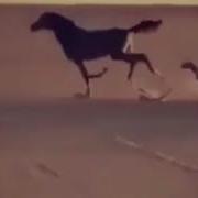 يارب لا تحرمني من الي لهم عج