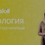 Бесчерепные 7 Класс