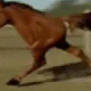 Лошадь На Двух Ногах Retarded Running Horse