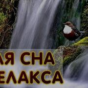 Журчание Воды И Пение Птиц