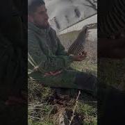 Садои Кабки Маст Кеклик Alectoris