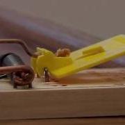Rat Trap