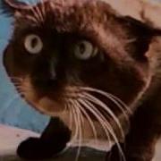 Что Вы Тут Делаете Кот