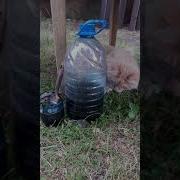Мышка Убежала От Кошки