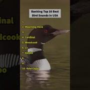 Birds Sound Ringtone