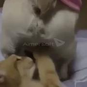 Котёнок Играет С Яйцами Собаки