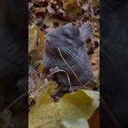 Не Пойду В Спортзал