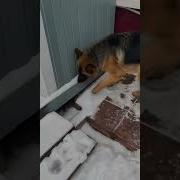 Немецкая Овчарка Ругается На Немецком 10 Часов