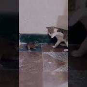 Кот Прймал Мыш Прикол