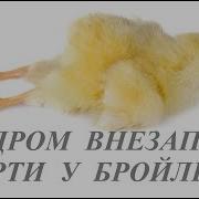 Синдром Внезапной Смерти Свс