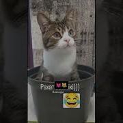 Мужик Кошка