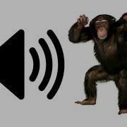 Monkey Sound Effect