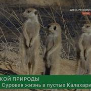 Дроздов Сурикаты