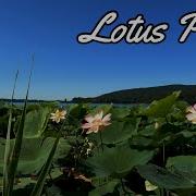 Lotus Pond Aakash Gandhi