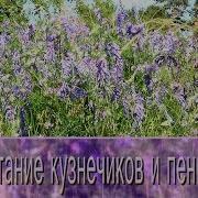 Стрекотание Кузнечиков И Пение Птиц 2 Часа Летний Луг Dеревенsкий