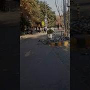 Андрей Бондарев Голуби
